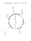 ISOPRENE SYNTHASE VARIANTS WITH IMPROVED SOLUBILITY FOR PRODUCTION OF     ISOPRENE diagram and image