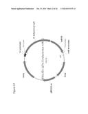 ISOPRENE SYNTHASE VARIANTS WITH IMPROVED SOLUBILITY FOR PRODUCTION OF     ISOPRENE diagram and image