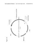 ISOPRENE SYNTHASE VARIANTS WITH IMPROVED SOLUBILITY FOR PRODUCTION OF     ISOPRENE diagram and image