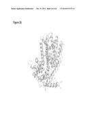 ISOPRENE SYNTHASE VARIANTS WITH IMPROVED SOLUBILITY FOR PRODUCTION OF     ISOPRENE diagram and image