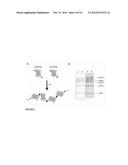 SYNTHESIS OF LINEAR AND BRANCHED POLYMERS OF POLYPEPTIDES THROUGH DIRECT     CONJUGATION diagram and image