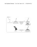 SYNTHESIS OF LINEAR AND BRANCHED POLYMERS OF POLYPEPTIDES THROUGH DIRECT     CONJUGATION diagram and image