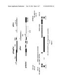 SCALABLE LENTIVIRAL VECTOR PRODUCTION SYSTEM COMPATIBLE WITH INDUSTRIAL     PHARMACEUTICAL APPLICATIONS diagram and image