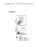 Microcarriers for Stem Cell Culture diagram and image