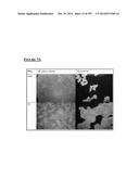 Microcarriers for Stem Cell Culture diagram and image