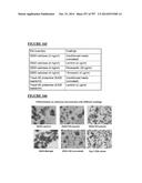 Microcarriers for Stem Cell Culture diagram and image