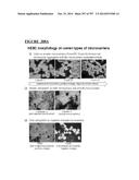 Microcarriers for Stem Cell Culture diagram and image