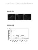 Microcarriers for Stem Cell Culture diagram and image