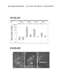 Microcarriers for Stem Cell Culture diagram and image