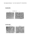 Microcarriers for Stem Cell Culture diagram and image