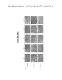 Microcarriers for Stem Cell Culture diagram and image