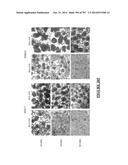 Microcarriers for Stem Cell Culture diagram and image