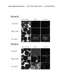 Microcarriers for Stem Cell Culture diagram and image