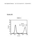 Microcarriers for Stem Cell Culture diagram and image