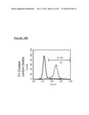 Microcarriers for Stem Cell Culture diagram and image