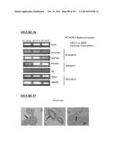 Microcarriers for Stem Cell Culture diagram and image