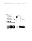 ISOLATED NAIVE PLURIPOTENT STEM CELLS AND METHODS OF GENERATING SAME diagram and image