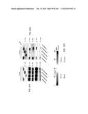 ISOLATED NAIVE PLURIPOTENT STEM CELLS AND METHODS OF GENERATING SAME diagram and image