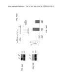 ISOLATED NAIVE PLURIPOTENT STEM CELLS AND METHODS OF GENERATING SAME diagram and image