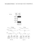 ISOLATED NAIVE PLURIPOTENT STEM CELLS AND METHODS OF GENERATING SAME diagram and image