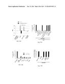 ISOLATED NAIVE PLURIPOTENT STEM CELLS AND METHODS OF GENERATING SAME diagram and image