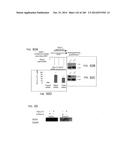 ISOLATED NAIVE PLURIPOTENT STEM CELLS AND METHODS OF GENERATING SAME diagram and image