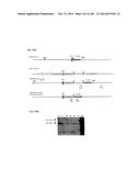 ISOLATED NAIVE PLURIPOTENT STEM CELLS AND METHODS OF GENERATING SAME diagram and image