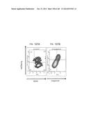 ISOLATED NAIVE PLURIPOTENT STEM CELLS AND METHODS OF GENERATING SAME diagram and image