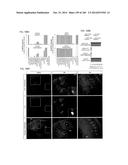 ISOLATED NAIVE PLURIPOTENT STEM CELLS AND METHODS OF GENERATING SAME diagram and image