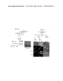 ISOLATED NAIVE PLURIPOTENT STEM CELLS AND METHODS OF GENERATING SAME diagram and image