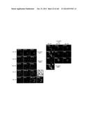 ISOLATED NAIVE PLURIPOTENT STEM CELLS AND METHODS OF GENERATING SAME diagram and image