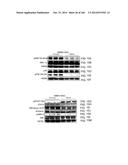 ISOLATED NAIVE PLURIPOTENT STEM CELLS AND METHODS OF GENERATING SAME diagram and image