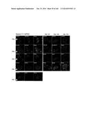 ISOLATED NAIVE PLURIPOTENT STEM CELLS AND METHODS OF GENERATING SAME diagram and image