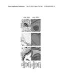 ISOLATED NAIVE PLURIPOTENT STEM CELLS AND METHODS OF GENERATING SAME diagram and image