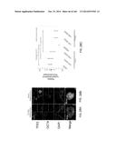 ISOLATED NAIVE PLURIPOTENT STEM CELLS AND METHODS OF GENERATING SAME diagram and image