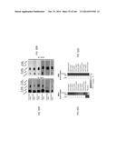 ISOLATED NAIVE PLURIPOTENT STEM CELLS AND METHODS OF GENERATING SAME diagram and image