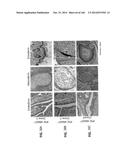 ISOLATED NAIVE PLURIPOTENT STEM CELLS AND METHODS OF GENERATING SAME diagram and image