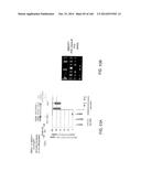 ISOLATED NAIVE PLURIPOTENT STEM CELLS AND METHODS OF GENERATING SAME diagram and image