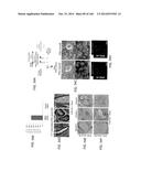 ISOLATED NAIVE PLURIPOTENT STEM CELLS AND METHODS OF GENERATING SAME diagram and image