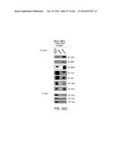 ISOLATED NAIVE PLURIPOTENT STEM CELLS AND METHODS OF GENERATING SAME diagram and image