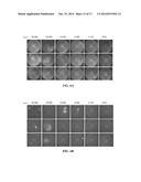 REPROGRAMMING T CELLS AND HEMATOPOIETIC CELLS diagram and image