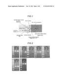 METHOD FOR PRODUCING CORNEAL ENDOTHELIAL CELL diagram and image