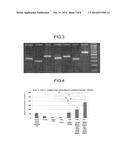 METHOD FOR PRODUCING CORNEAL ENDOTHELIAL CELL diagram and image