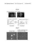 METHOD FOR PRODUCING CORNEAL ENDOTHELIAL CELL diagram and image