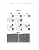 METHOD FOR PRODUCING CORNEAL ENDOTHELIAL CELL diagram and image