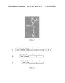 CELL CULTURE SUBSTRATE COMPRISING A LAMININ AND A CADHERIN diagram and image