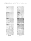 CELL CULTURE SUBSTRATE COMPRISING A LAMININ AND A CADHERIN diagram and image