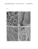 GLUCOMANNAN SCAFFOLDING FOR THREE-DIMENSIONAL TISSUE CULTURE AND     ENGINEERING diagram and image