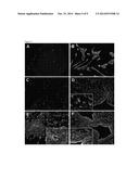 GLUCOMANNAN SCAFFOLDING FOR THREE-DIMENSIONAL TISSUE CULTURE AND     ENGINEERING diagram and image