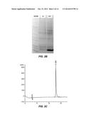 CHEMICALLY AND THERMODYNAMICALLY STABLE INSULIN ANALOGUES AND IMPROVED     METHODS FOR THEIR PRODUCTION diagram and image